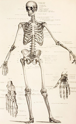 Human Osteology | Department Of Evolutionary Anthropology